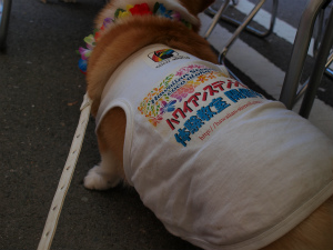 2011 ������A���n�}�[�P�b�g�o�W���i - ipolani Hawaii