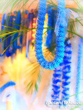 2009 ���̂����n���C�A���N���t�g�X - ipolani Hawaii